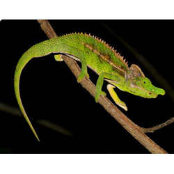 Хамелеон антимена(Furcifer antimena)