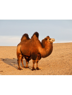 Одеяло "Сахара-ЭКО" Всесезонное (верблюжья шерсть, 300 гр/кв.м)