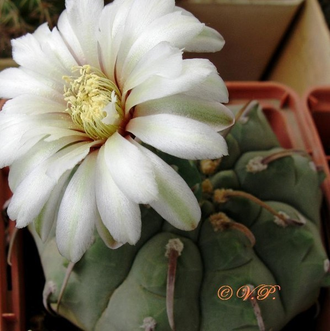 Gymnocalycium vatteri  “monospinum” (D=12-15мм)