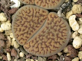 Lithops hookeri v.dabneri C301 (MG)  - 10 семян