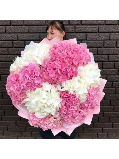 15 бело-розовых гортензий