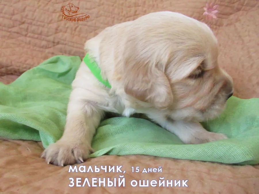 Мальчик с зеленым ошейничком, 15 дней