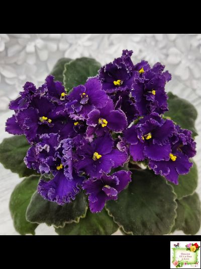 ЛЕ-Константин (Е. Лебецкая) 2019 г.