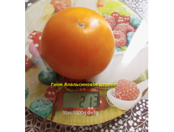 Гном Апельсиновое дерево (Dwarf Orange Tree, Австралия, США )