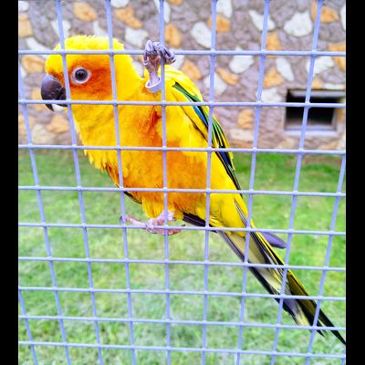 Экскурсия "Прогулка в парке птиц"