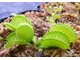 Dionaea muscipula Harmony