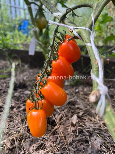 Томат Сан-Марцано Иса, 10 шт