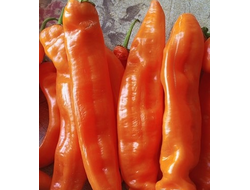 Перец сладкий Оранжевый длинный голландец