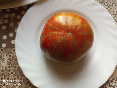 Томат Гном Шоколадная молния (Dwarf Chocolate Lightning)