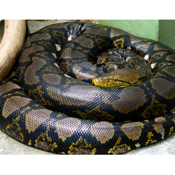 Питон сетчатый