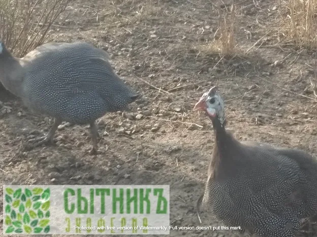 Живые цесарки на прогулке в деревне