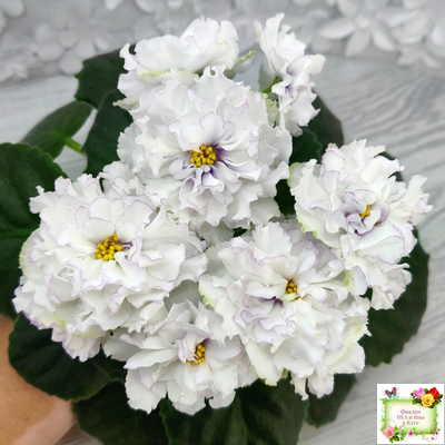 РМ-Прекрасный Жемчуг (Н. Скорнякова) 2022 г.