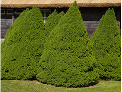 Ель канадская Conica, C10, 60-80 см