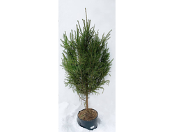 Ель в горшке 1 м -1.2 м