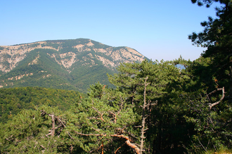 Сосна крымская (Pinus Pallasiana) 10 мл - 100% натуральное эфирное масло