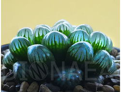 Хавортия Купера Трунката - Haworthia cooperi Truncata