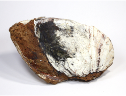 Керченит, Вивианит в раковине, Крым, Керчь (116*75*50 мм, 409 г) №17918