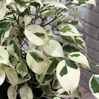 Ficus Benjamina De Gantel / фикус Бенджамина Де гантель