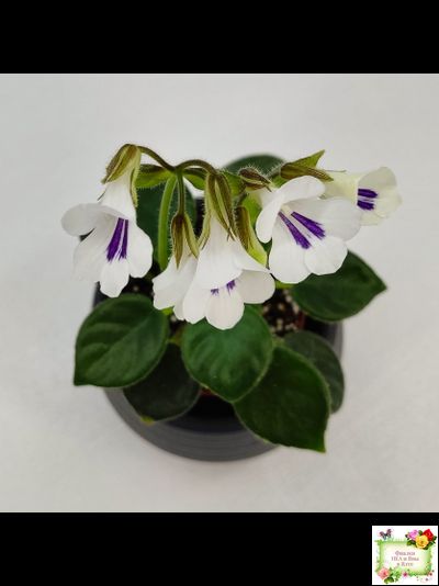 Deinostigma tamiana (Primulina tamiana (примулина тамиана))