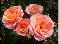 Амур Де Молен (Amour de Molene) роза