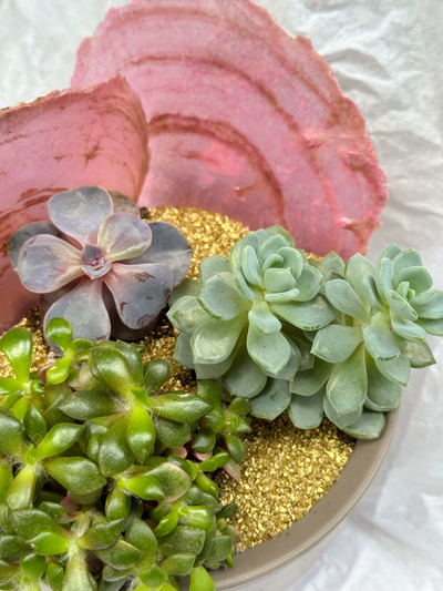 Флорариум Розовая ракушка