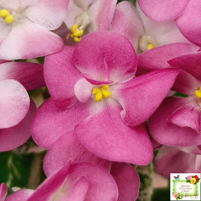 ML-Мама Ирочка (Miniviolets Lux) 2023 г.