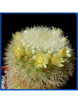 Mammillaria densispina GM 1212