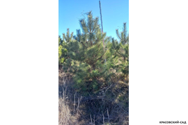 Сосна крымская Черная (Pinus nigra) – фото летом - красовский-сад.рф