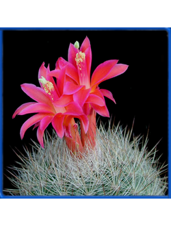 Matucana herzogiana KK 565