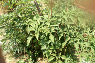 Ангелика Glauca корень (Angelica glauca) 2 г - 100% натуральное эфирное масло