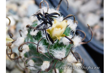 Turbinicarpus klinkerianus 'lilinkeuiduus'