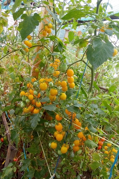 Томат Летнее солнце