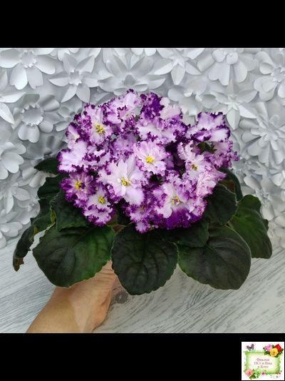 БР-Осирис (С. и Н. Буркацкие) 2022 г.