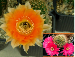 Echinopsis hybrid `Вечный огонь` x Lobivia tiegeliana - 5 семян