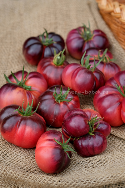 Томат Пленительный Аметист, 10 шт