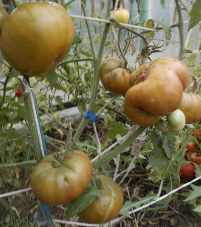 Томат Медная река (Cooper River)