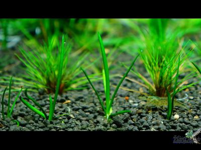 LITTORELLA UNIFLORA/ ЛИТТОРЕЛЛА УНИФЛОРА (меристемная)