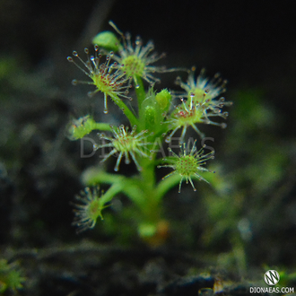 Drosera "Roseana"