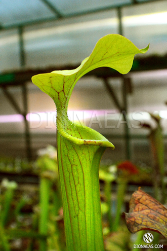 Sarracenia Alata hybrid 3