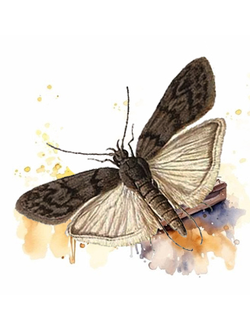 ОГНЕВКА ПЧЕЛИНАЯ