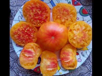 Томат Желтый камень (Yellow Stone)