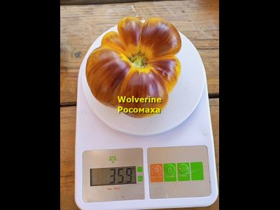 Томат Росомаха (Wolverine)