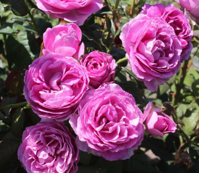 Кармен Вюрт (Karmen Wurth)