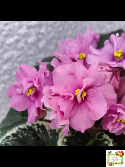 Р-Донна Роза Дальвадорес (В. Зуб) 2021 г.