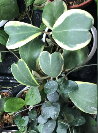 Hoya Kerrii albomarginata