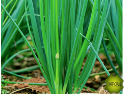 РАССАДА ЛУК-БАТУН МНОГОЛЕТНИЙ НА ЗЕЛЕНЬ