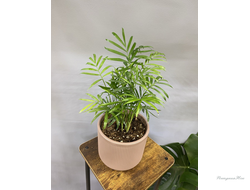 Хамедорея в горшке