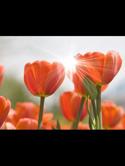 Купить греющую картину с фото тюльпаны