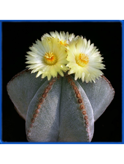 Astrophytum