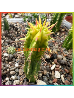 Euphorbia aggregata f. variegata